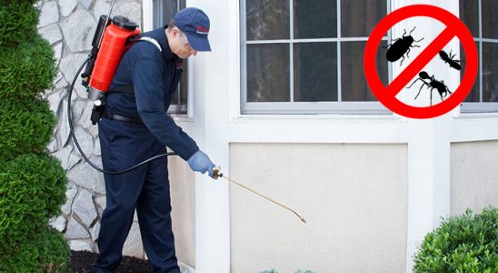 Bucak Kene İlaçlama böcek ilaçlama ve haşere kontrolü — ilaclama-tr.com